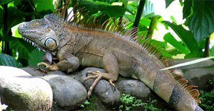 Iguana