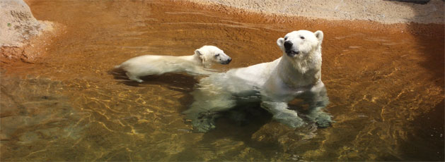 image of two polar bears